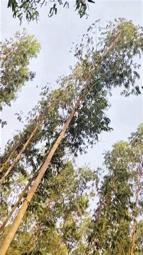Mat pucch mere mehboob sanam #bollywood #oldisgold #villagelife #trending #ytshorts