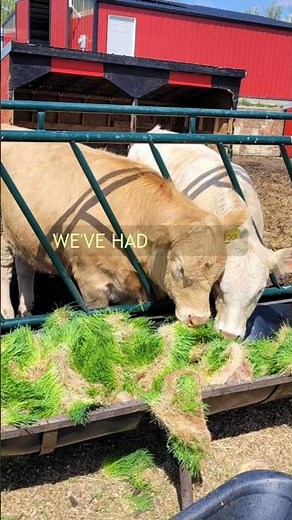 Building our first large scale hydroponic barley fodder System