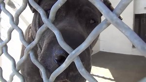 5.9K views · 328 reactions | There is a very sweet but very sad,...