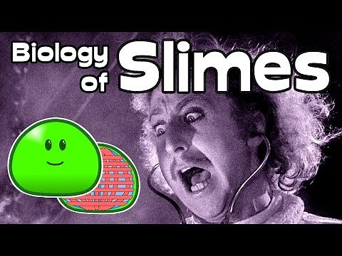 The Biology Of Slimes | Alien Analysis
