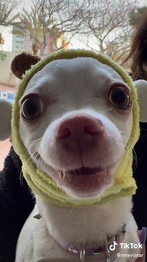 Teletubbies Dog Meme: Niki the Angry Chihuahua Reacts!