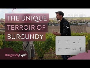 The Unique Terroir of The Burgundy Wine Region