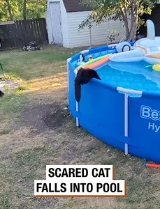 Scared Cat Falls Into Pool | Drew Dirksen