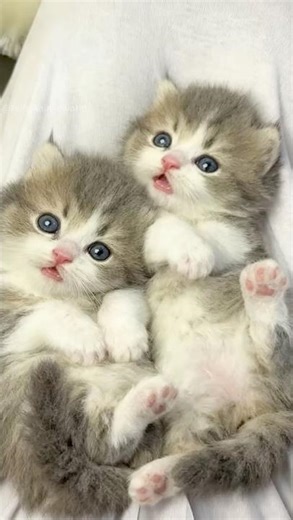 Kittens Cuddle on a Warm Blanket and Gently Nibble Each Other