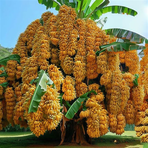 15K views · 78 reactions | Unique Technique For Grafting Banana Tree with Aloe Vera _ How to grow banana tree | Farm Tree | Facebook