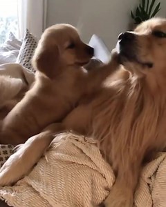 The most beautiful in the whole world❤️ | Dog lover