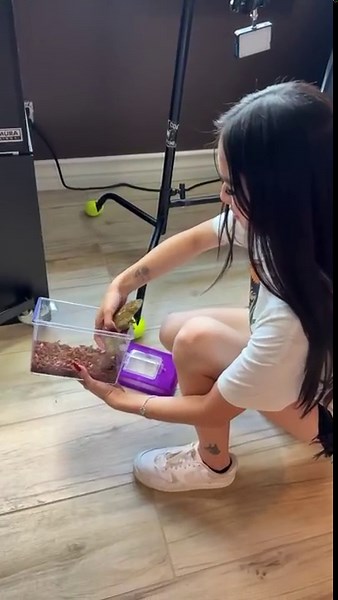 Step behind the scenes of a Jurassic Park-themed reptile room