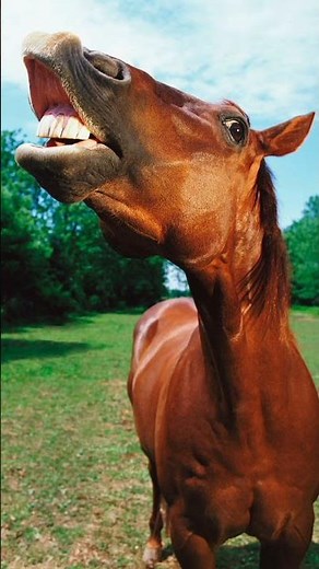 Horse Neighing Sound Effect