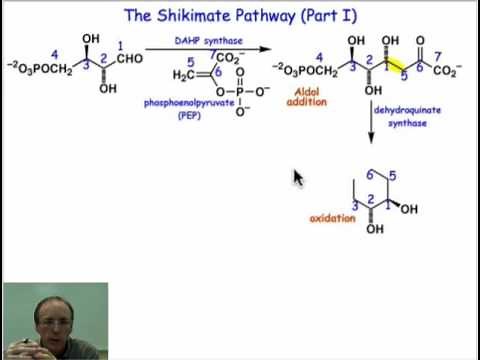 Stepping through the Shikimate Pathway I