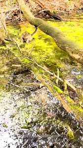 2M views · 11K reactions | Unexpected moments of cats falling into water#catsoftiktok #catlover #fyp#funnyvideos | Funny cats | Facebook