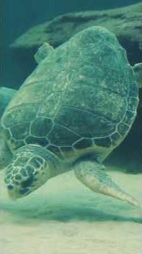 the top 5 mind-blowing facts about Hawksbill Turtle#facts#wildlife#animals#shorts#education#nature