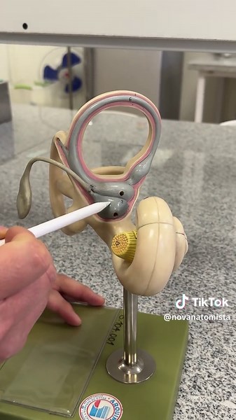 Funciones del Oído Interno: Laberinto Membranoso y Vestibular