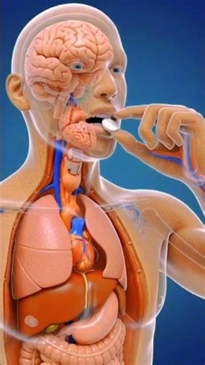 What Paracetamol (Acetaminophen) Does Inside Your Body