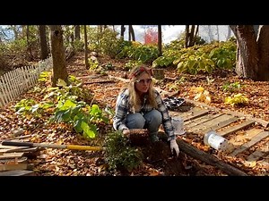Fall Planting in my Shade Garden! Fern, Pulmonaria, Hosta, and Brunnera!