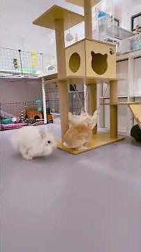 It’s such a beautiful sight to see Lankey the #Chinchilla grooming Shadow the Netherland Dwarf