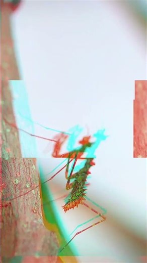 Moss mantis #insects #wildlens #macrophotography #nature #prayingmantis #animals