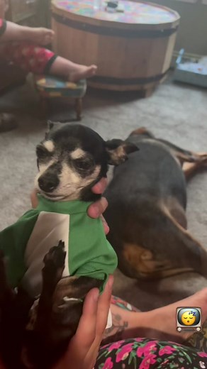 #chihuahuachannel #chi #chihuahuatiktok #doggy #dog #puppy #baby #famousdogsoftiktok #chihuahua #furbaby #dogmama #paws #spoiledbaby #babydoggy #famouschihuahua #pets #sleepy