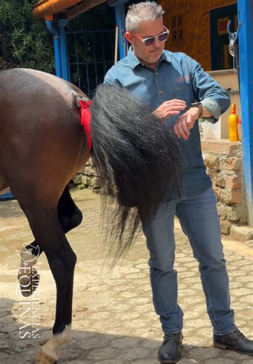 Caballo con cinta roja en la cola: ¿qué significa y por qué mantener distancia?