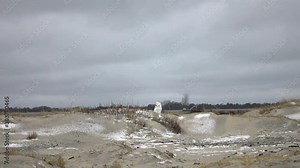 Snowy owl flying in slow motion over a snow covered beach and dunes in front of a lighthouse
