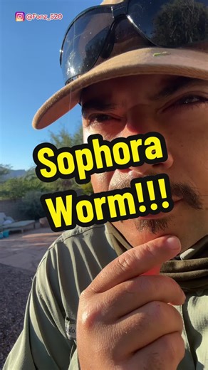 Sophora worm attack!! What to do?? #SophoraWork #GenistaBroomMoth #Moth #GardenTips #Tree