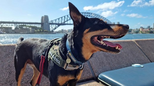 Australian bar turns to canine solution for seagull problem