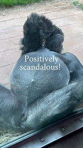 1.5M views · 6.3K reactions | Worn out. #Gorilla #Silverbackgorilla #Zoo The nice thing about Cenzoo laying like this up against the glass is we could get a close-up view of his hands and feet. They’re just incredible. Riverbanks Zoo and Garden | GorillaSeeker Karen Tingen | Facebook