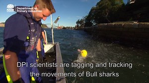 8.6K views · 152 reactions | NSWDPI scientists are tagging and tracking the movements of Bull sharks in Sydney Harbour and its estuaries. | NSW Fisheries | Facebook