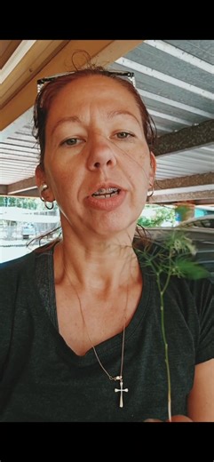 Asparagus fern may look soft and pretty, but it’s an aggressive, invasive, environmental weed in Australia. It spreads easily through birds and dumped garden waste, forming dense mats that smother native plants and reduce biodiversity. Removing it early and choosing native alternatives helps protect our local bushland. #gardeningaustralia #plants #garden #ferns #pests