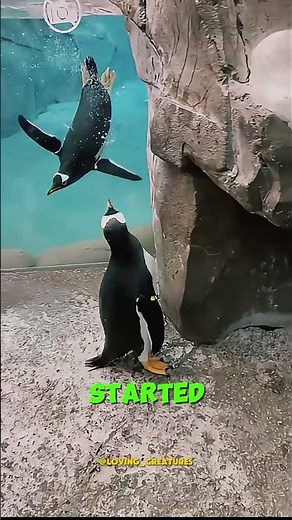 Lost Penguin Finds His Way Back Home