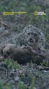 Un léopard des neiges en pleine chasse