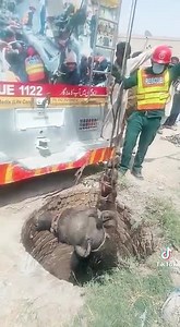 337K views · 7.1K reactions | Rescue 1122 Saving Life of Buffalo  | Veterinary Information | Facebook