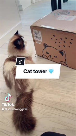 Cat tower for Tucker and Nash #cats #cattower #ragdollcat #TuckerandNash #cattoys @PalNests