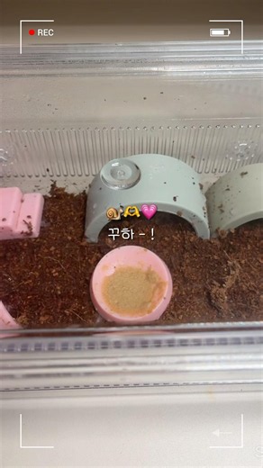 첫 달팽이계 ‼️🫶🐌😻 #꾸꾸 #달팽이 #달팽이계 #snail #달팽이케어