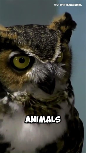 What is the most aggressive owl in the world? #shorts #animals #animalkingdom #birds #owls