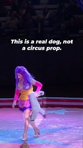 28K views · 1.7K reactions | Not even dogs are spared from cruelty in the circus ❌ They're forced to do stressful tricks and are hauled in cramped cages | PETA (People for the Ethical Treatment of Animals) | Facebook