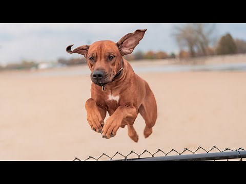 Rhodesian Ridgeback Lion Hunting Training