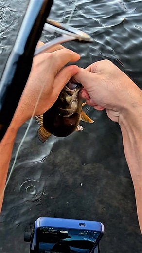 1.5K views · 70 shares | Finally got the GoPro my beautiful girlfriend bought me out. Used it during a TikTok Live and it works great! Learned how to turn the wide screen into a ratio for reels! AJ Hookset just got an upgrade baby! Here's to future fishing content and moving forward! #StayHooked #Hookset #smallmouthbassfishing #smallmouth #reel #gopro #fishinglife #fishingaddict | AJ Hookset | Facebook