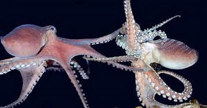Vòng đời của bạch tuộc: cha mẹ sinh sản, chết và con mồ côi