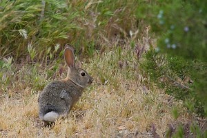 Deadly rabbit disease discovery leads Pa. Game Commission to create disease management area