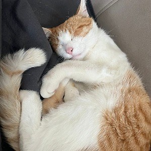 apocal_ypse - Twitch