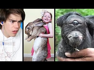World's Weirdest & Oddest Animal Creatures