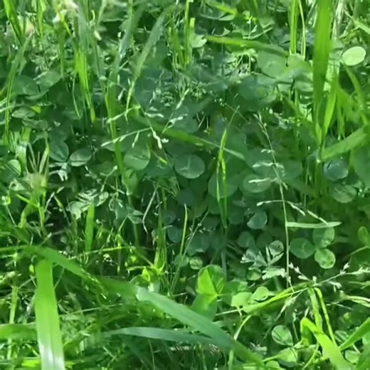 #mysingingmonster #msm #msmmeme #mysingingmonstermeme #ffidyll