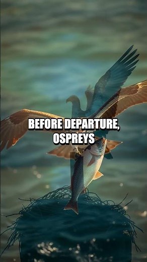 The Osprey Odyssey Across Oceans