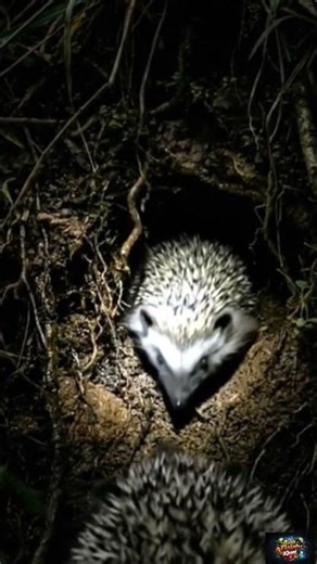 Hedgehog POV: Real Micro Camera Journey Inside a Living Underground Burrow #springwatch #winterwatch