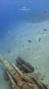 6.9K views · 236 reactions | The Underwater Military Museum in Aqaba is quite interesting for history buffs. It becomes beautiful when bannerfish visit and float among these old pieces of war. Underwater Military Museum, Aqaba #underwatermilitarymuseum #military #cobrahelicopter #gopro #underwater #underwaterlife #aoi #tauchen #plongee #aqabajordan #jordan #redsea #scubadiverslife #paditravel @topfans | Catherine Anne Underwater Photography | Facebook