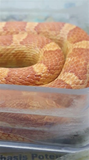 Beautiful creatures but not for played 🐍