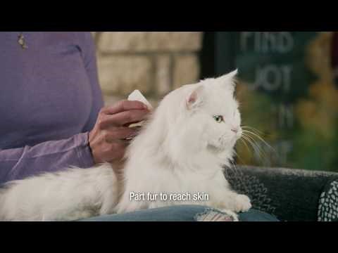 How to Apply SENTRY Fiproguard for Cats