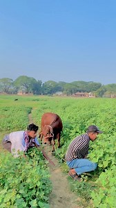 230K views · 1.7K reactions | গরু আমার সাথে কাজ টা কি ঠিক করলো #reelsfypシ #reelsviralシ #reelsfacebook #comedyreels | RS Robin Talukder | Facebook