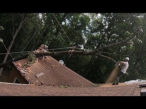 Tree House Of Horror