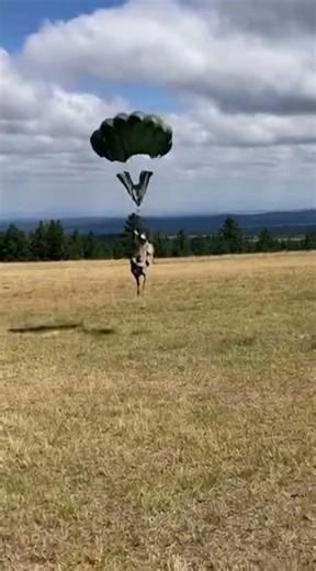 Elite K9 helping a soldier | Tactical dog in Action 🐕‍🦺🔥 #k9training #k9unit #malinois #k9